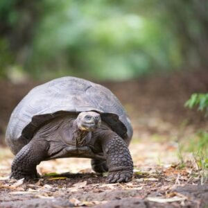 tortugas_galapagos_traveter
