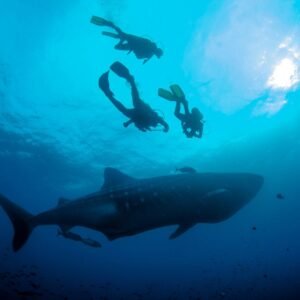 snorkel_traveter